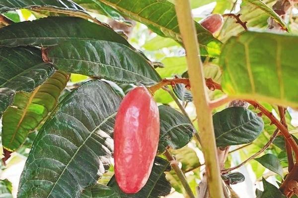 【植物培育小技巧】多肉生根新篇章:多菌灵泡根后的晾干时长与生