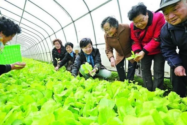 毒死蜱禁用作物的深度解析:理解与应对