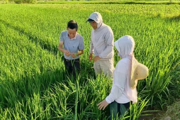 麦地里的除草剂能打二遍不 麦地除草剂能否配磷酸二氢钾?