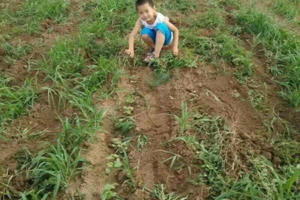 荒山打竹子除草剂好吗 山上的杂草如何除掉?