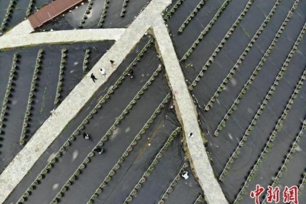 迎春花种植方法简介 迎春花的特点