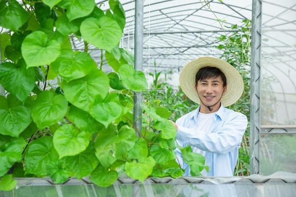 花卉多菌灵哪个牌子好 多菌灵的作用和用途种花
