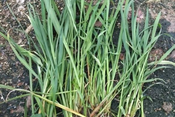 草甘膦打后几小时下雨 除草剂打多久不怕下雨？