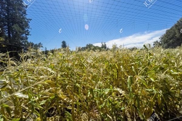 水稻田打完除草剂几天能过水 小麦浇水后几天打除草剂最好?