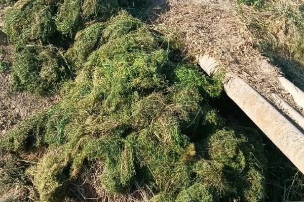 油菜被除草剂药伤害怎么办 最安全的油菜田除草剂