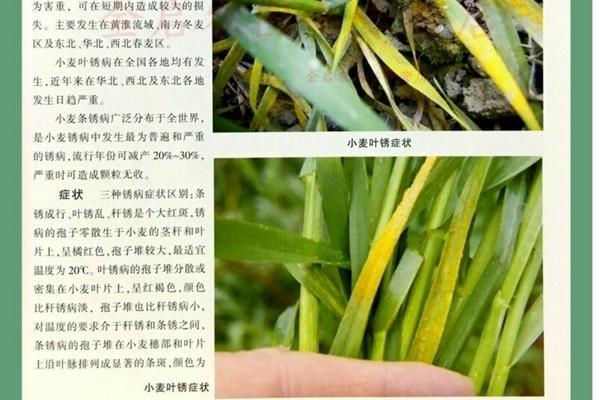 吡虫啉残留样品分离检测 吡虫啉是酸性还是碱性?