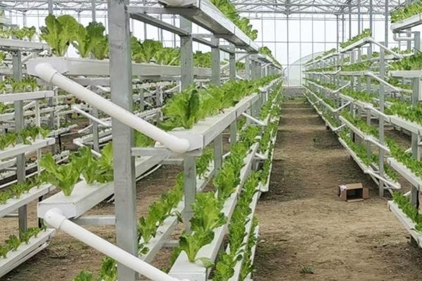 如何恢复绿萝吊兰鲜绿生机：解决叶片发黄的有效三招