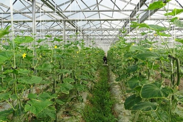 如何将荔枝雄花变雌花 妃子笑先开雌花还需杀雄吗？
