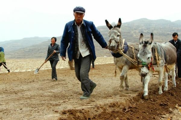 吡虫啉的使用方式:灌根还是喷叶?全面解析与实用建议