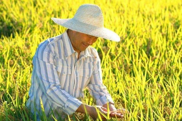 香蕉催熟方法22种 香蕉催熟方法3种简单实用?