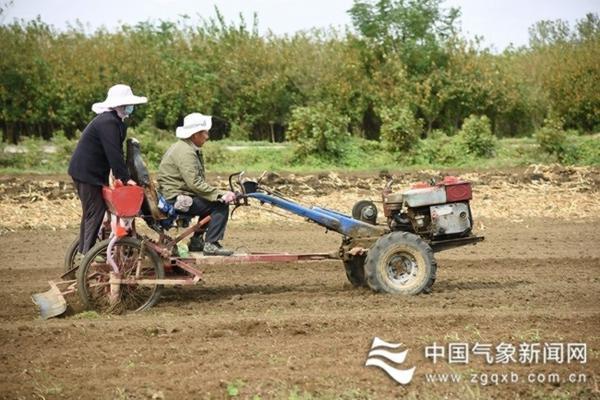 黄瓜苗打上吡虫啉多久能吃辣椒 黄瓜蚜虫怎么彻底消灭干净?