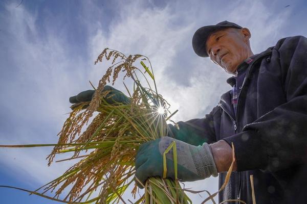 农母除草剂的用途 芹草净产品说明?