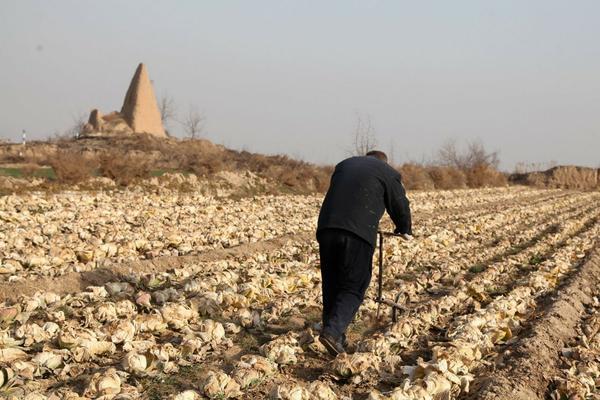 枣树种植需要注意什么 枣树养殖方法及注意事项？