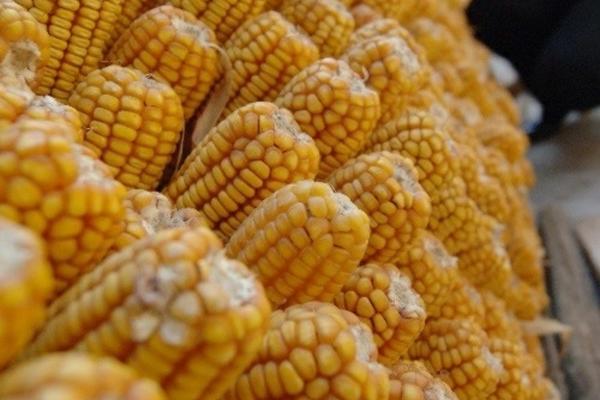 打除草剂对土壤有伤害吗 除草剂和叶面肥可以混在一起打吗