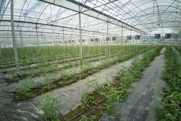 苹果有催熟的作用是因为含有什么 苹果有催熟的效果吗?