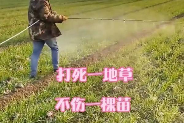 除草剂一箱多少瓶 草甘膦每桶水用量多少毫升