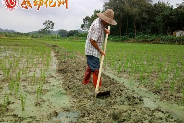 赶黄草价格多少钱一斤 赶黄草能治丙肝吗?