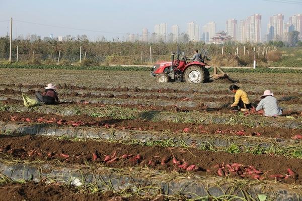 黑芝麻的杀虫剂 西瓜芝麻用氯氰菊酯过量有害处吗？
