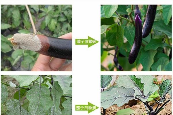 河南草莓催红素报价 草莓收摘后喷崔红素还能吃吗？