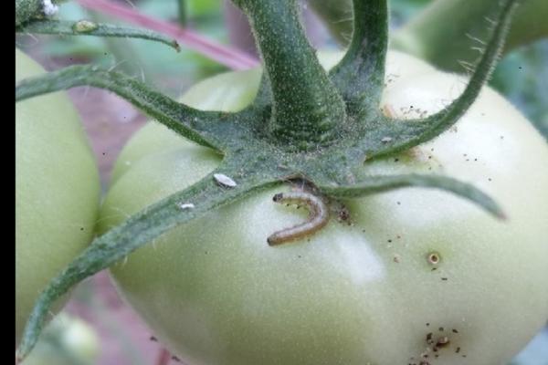 君子兰可以用多菌灵喷吗 君子兰修完根后用什么泡根杀菌好?