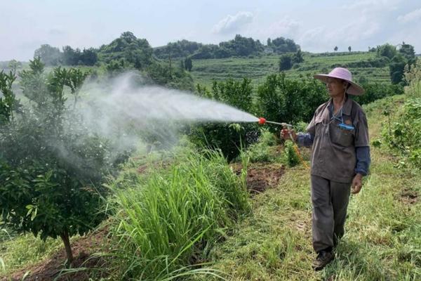 探究多菌灵与百菌清的效果：哪种农药杀菌剂更具优势？