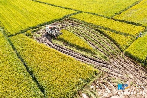 桃树怎样提高座果率 为了提高桃树坐果率怎样授粉？