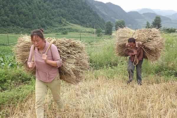 西瓜种植技术与管理方法：提高产量与品质的全方位指南