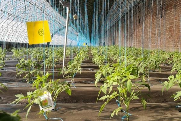 迷迭香种植要注意事项 迷迭香种植方法及养护