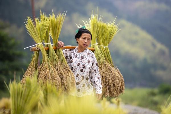 小红人玉米苗后除草剂怎么样 科赛基农除草剂图片