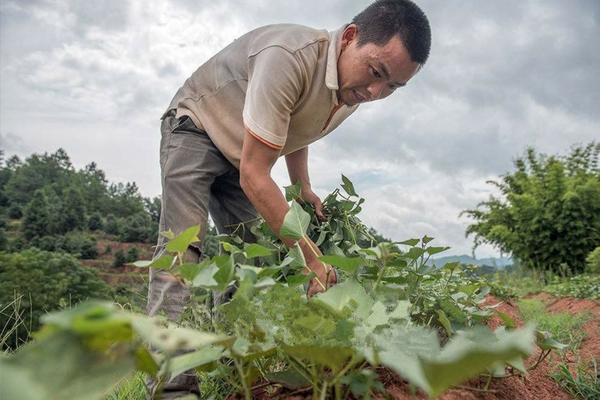 小白药是吡虫啉还是呋虫胺 噻虫嗪能和吡虫啉混合使用吗
