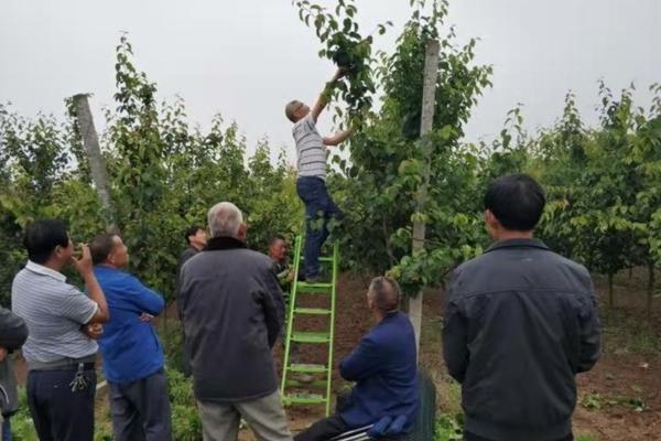 烯酰吗啉和嘧霉胺可以混配吗 烯酰吗啉与磷酸二氢钾能混用吗
