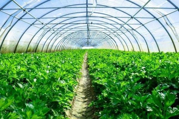 敌敌畏可溶性液剂和乳油区别 吡虫啉液体和粉剂哪个好用些