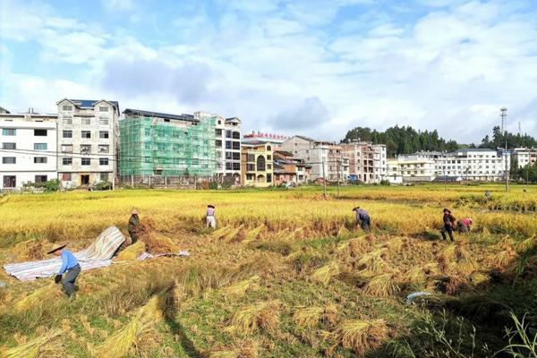 五月份小麦成熟还可以打除草剂吗 山东潍坊小麦除草剂什么时侯打合适？