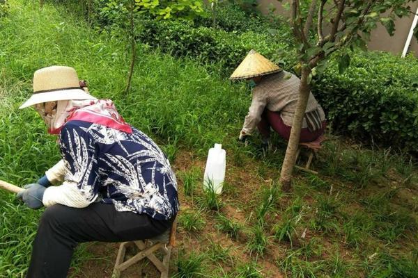 吡虫啉杀虫剂排行榜:优质产品推荐与深度解析