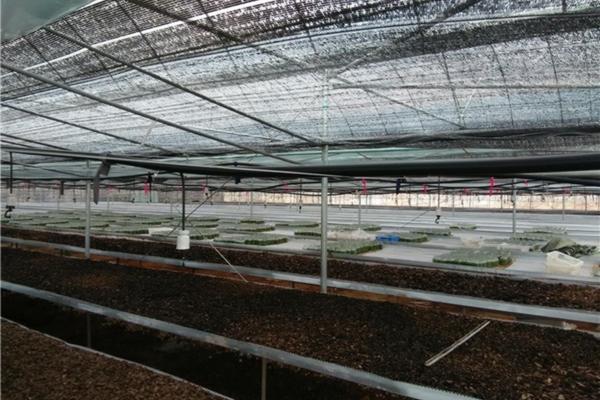 生根粉和多菌灵能混一起用吗 多菌灵和生根粉一起泡可以吗
