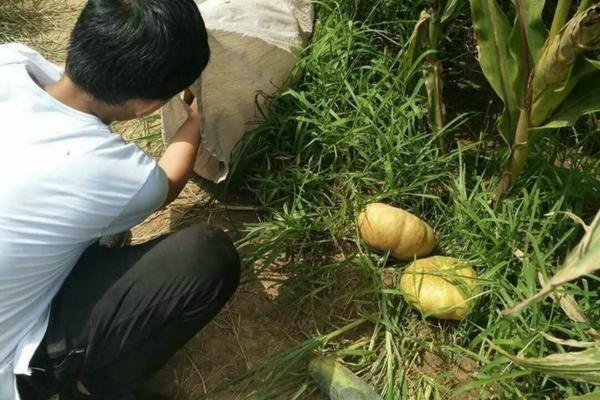 草甘膦铵盐和2甲草甘膦的区别 草甘膦钾盐除草效果如何？