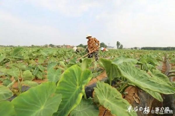 硅藻土养花优缺点 硅藻土能种花吗?