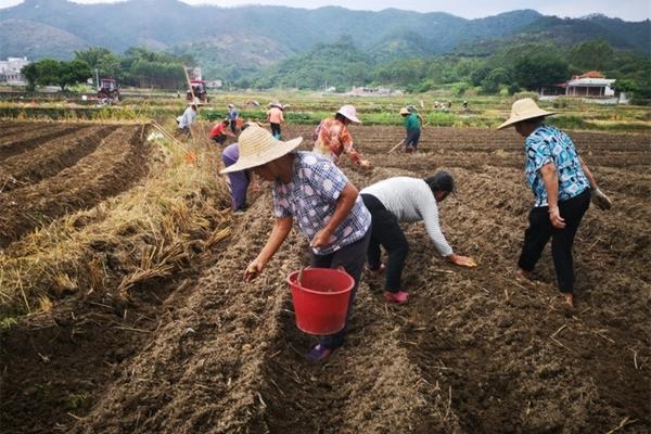 芸苔素内酯可以灌根吗 芸苔素喷叶和灌根哪个好?