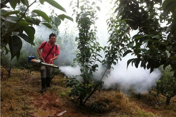 嘉宝果怎么种植方法 嘉宝果怎么种植才结果