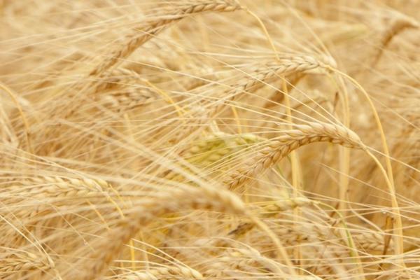 草莓打膨大剂危害大吗 草莓有药水吗？