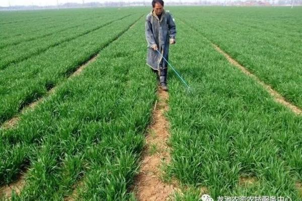 根多多生根剂怎么用 根多多生根剂能灌根吗?