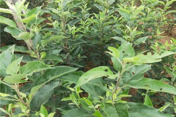 西红柿催熟催红多大 才能吹 西红柿变红最佳方法?
