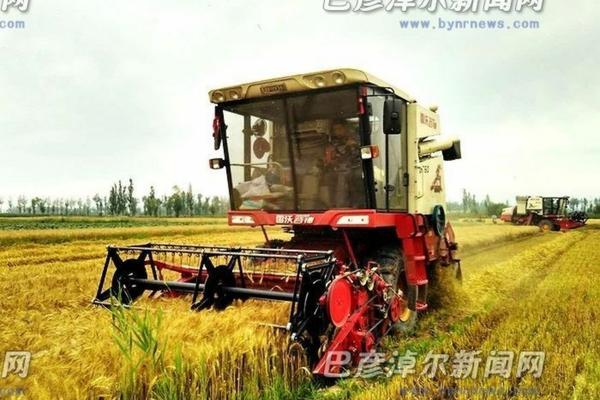枇杷树多少钱一棵 一棵枇杷树能结果吗?