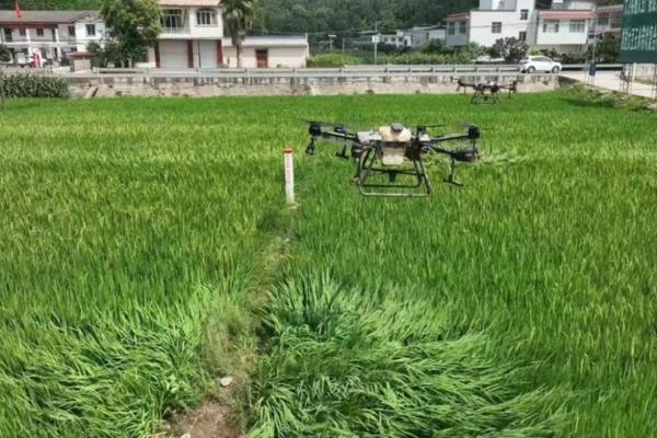 多肉泡了多菌灵后多久可以上盆?——详细解析与指南