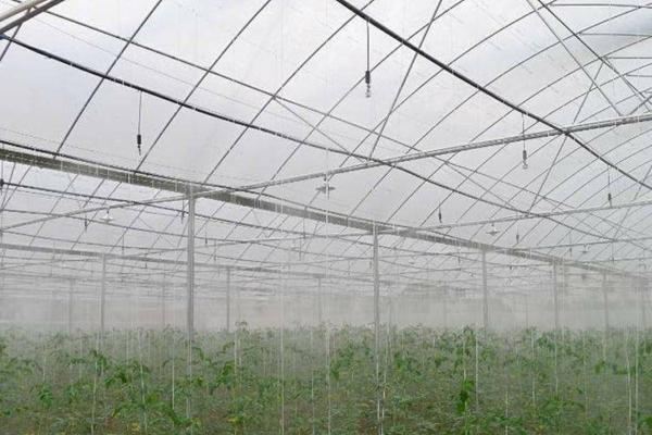 多菌灵与百菌清的区别:详解两者特性及应用场景