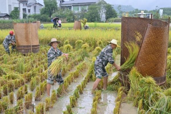 玉露砍头要用多菌灵吗 玉露修根需要泡多菌灵吗?