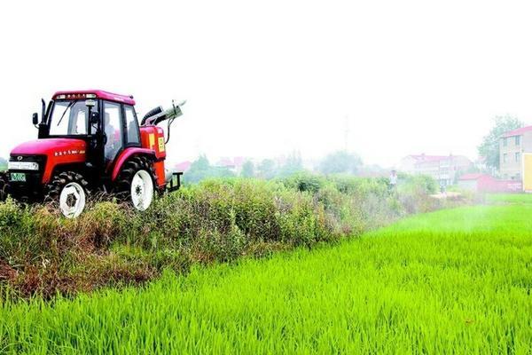 香菜高产种植技术与管理要点详解