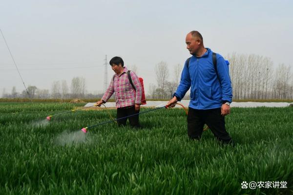 吡虫啉打多了叶子发蔫怎么回事 葱叶子发白怎么处理?