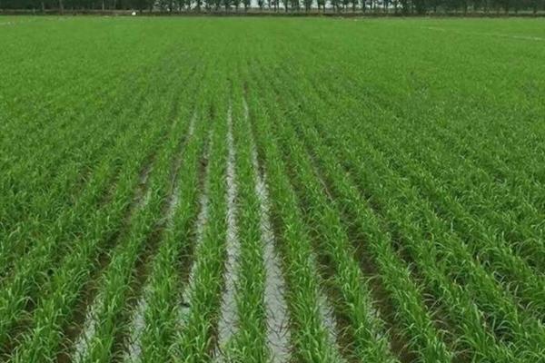 生物农药杀虫剂大全 杀虫剂名称大全