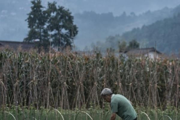 花生地里的碎米莎草用什么除草剂 水稻田香附子用什么药能根除?